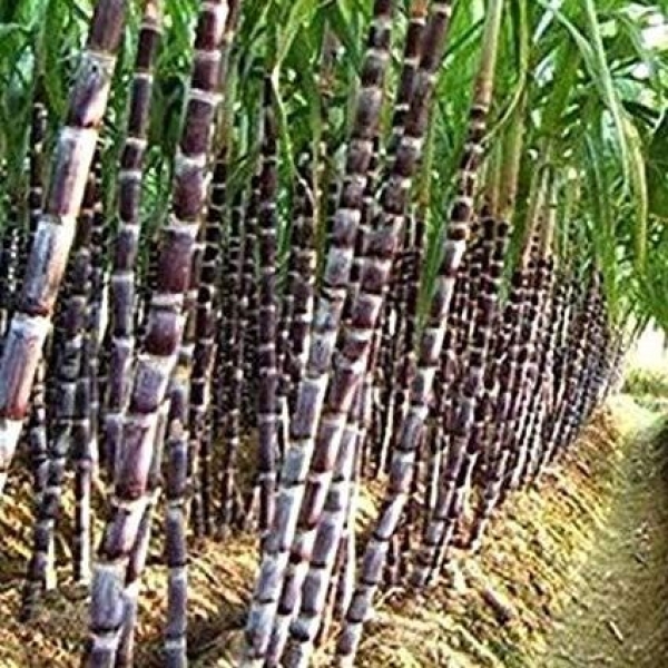 Sugarcane