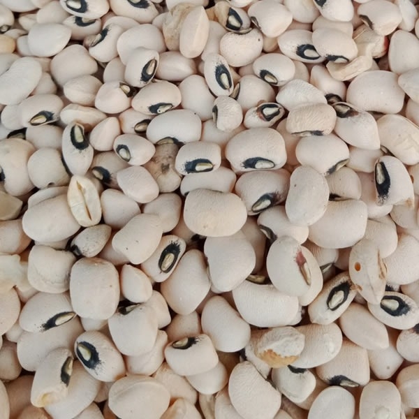 Cowpea (Beans)